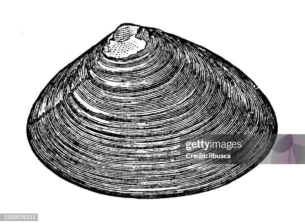 sea clam, mactra solidissima - sea shell stock illustrations