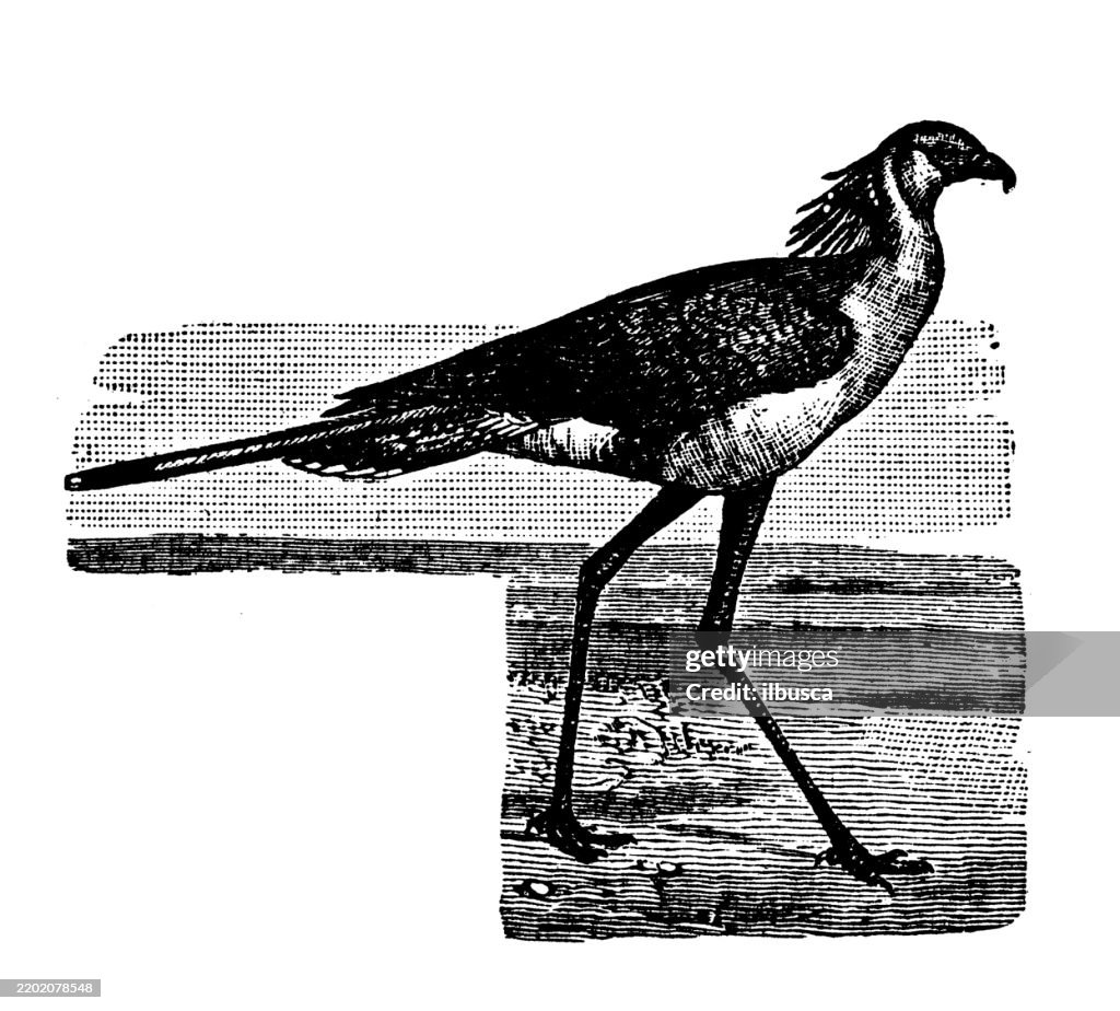 Secretary bird, Serpentarius serpentarius