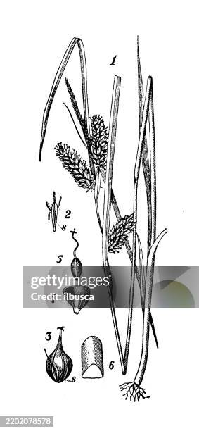 sedge, carex lurida - sedge grass stock illustrations