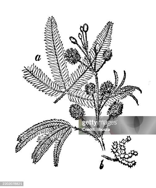 56 Mimosa Pudica High Res Illustrations - Getty Images