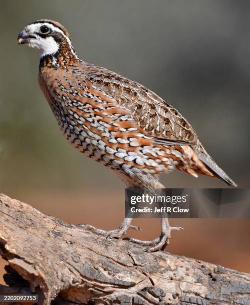 wild bobwhite quail in south texas usa - bobwhite stock pictures, royalty-free photos & images