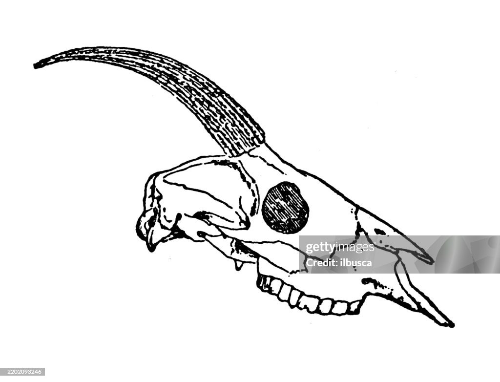 Skull of serow, Nemorhaedus bubalinus