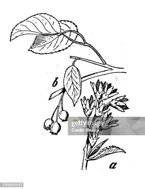 service berry, amelanchier canadensis - amelanchier alnifolia stock illustrations
