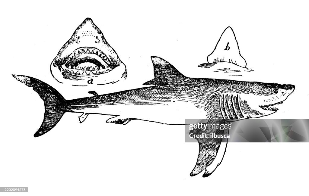 White shark, Carcharodon carcharias