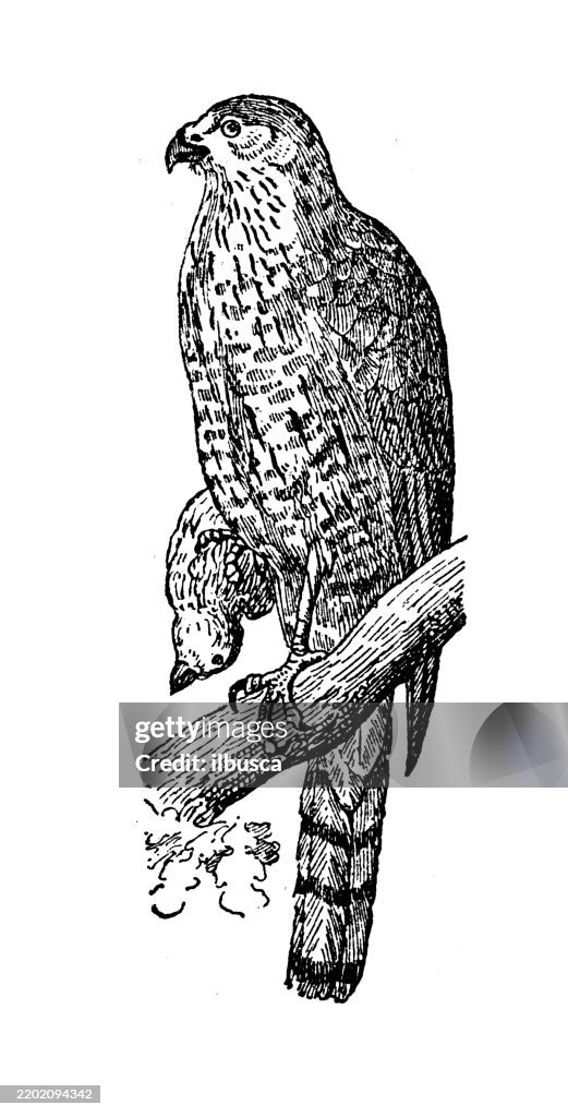 Sharp shinned Hawk