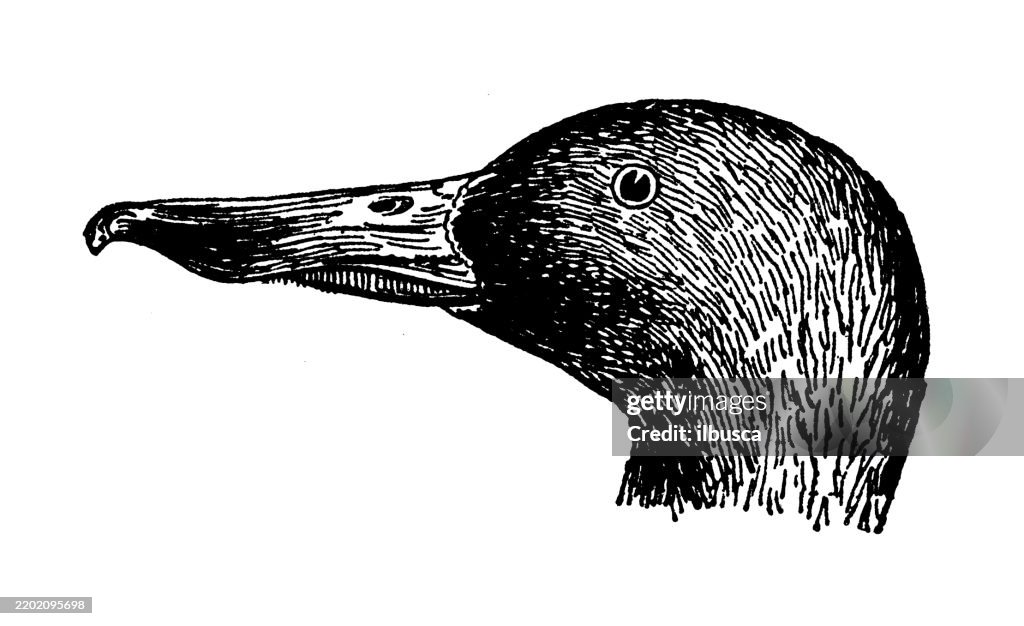Shoveler, Spatula clypeata