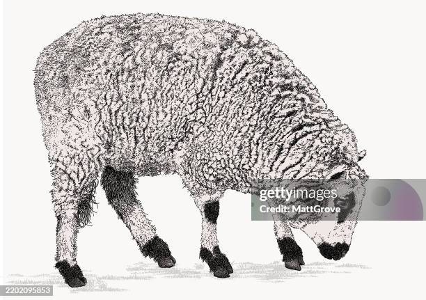 sheep grazing side view - sheep grazing stock illustrations