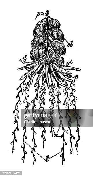 siphonophore, physophora hydrostatica - siphonophore stock illustrations