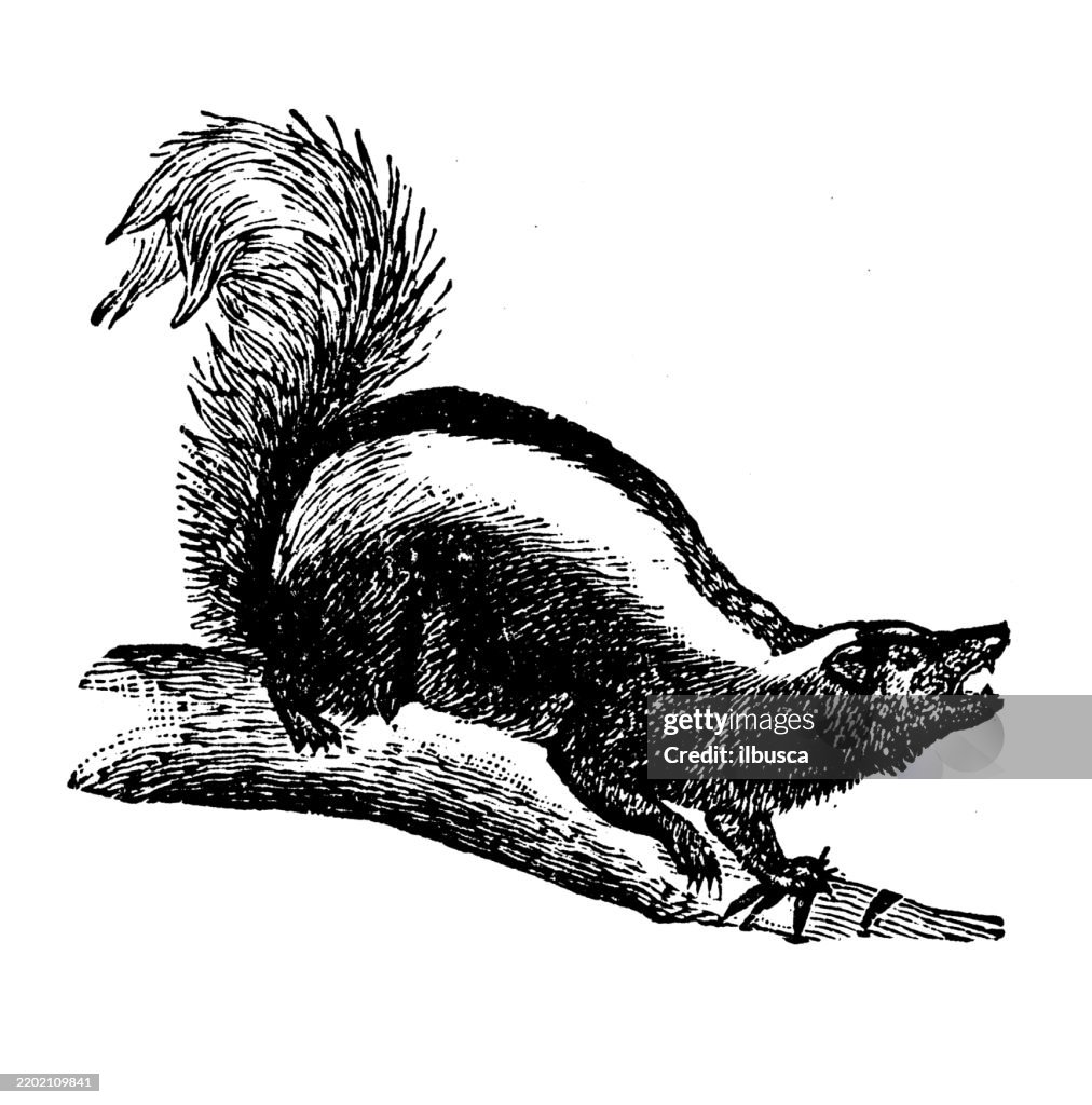 Skunk, Mephitis mephitica