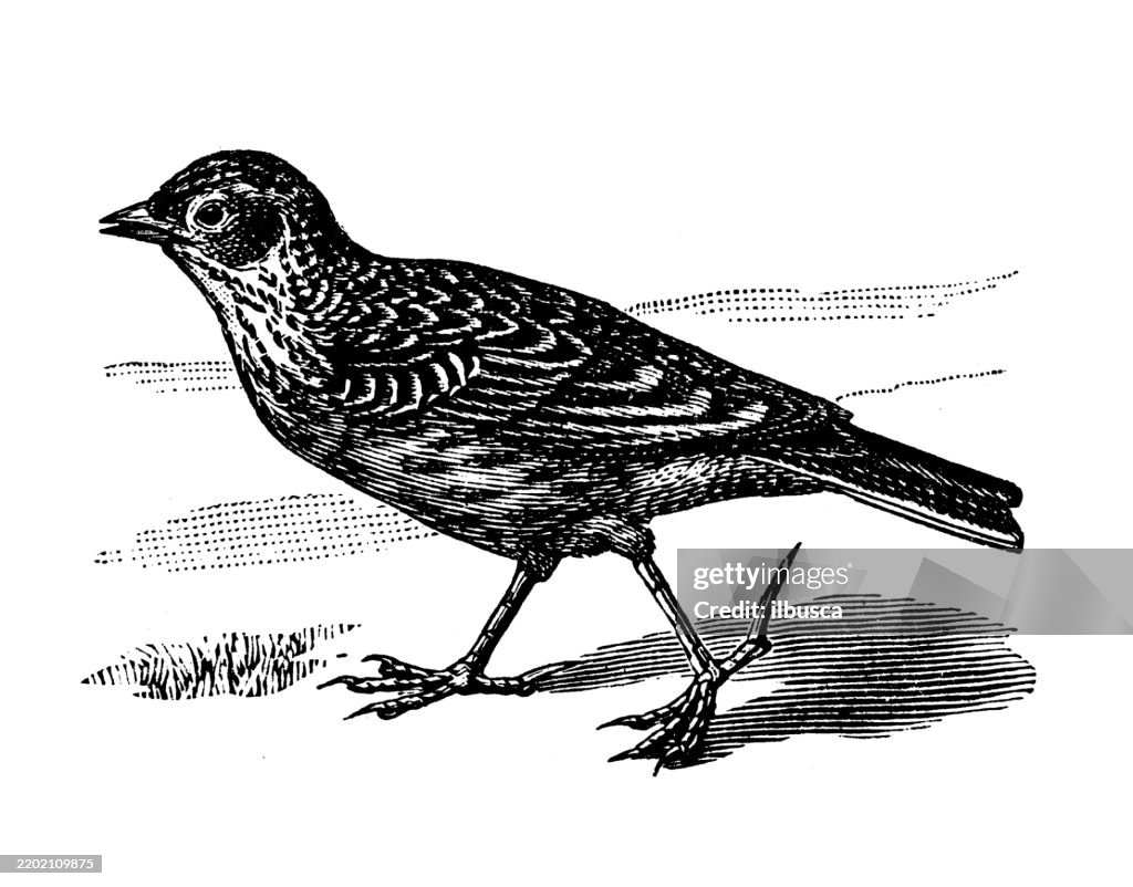 Skylark, Alauda arvensis