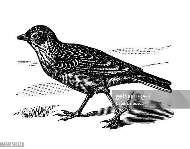 skylark, alauda arvensis - eurasian skylark stock illustrations