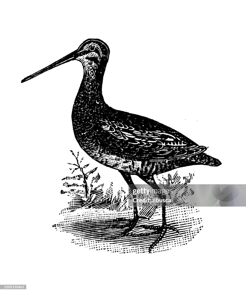 Wilson's Snipe, Gallinago delicata