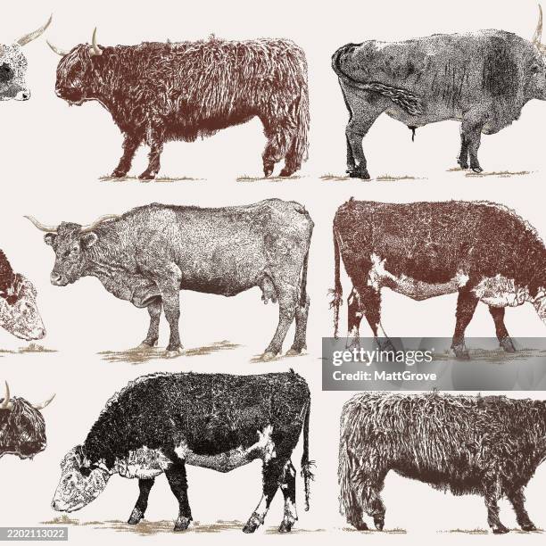 cows in rows repeat pattern - angus stock illustrations