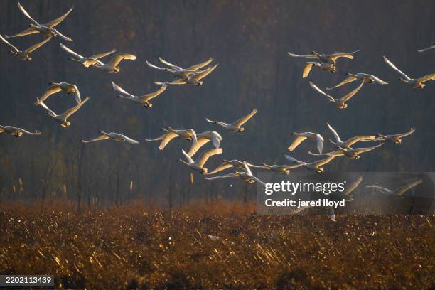 eastern tundra swans during winter migration in flight over wetland habitat - flight path stock pictures, royalty-free photos & images
