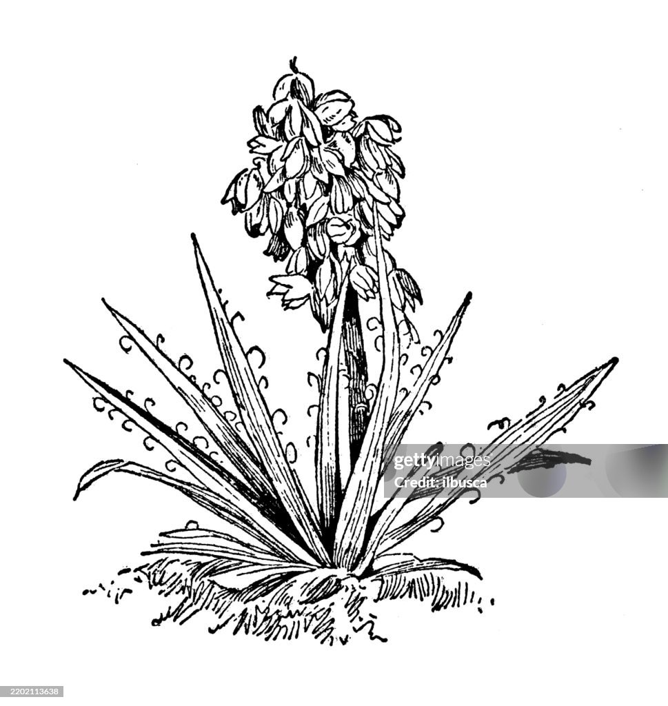 Baïonnette espagnole, Yucca baccata