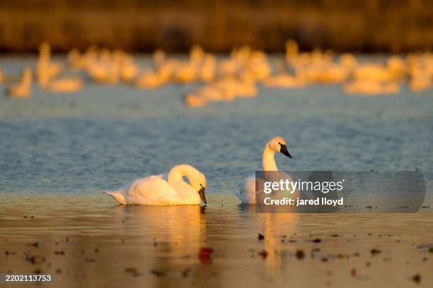 eastern tundra swans resting on a winter lake during migration - cigno foto e immagini stock