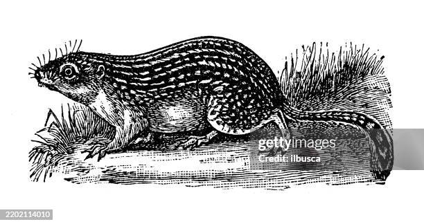 thirteen lined spermophile, spermophilus tridecemlineatus - thirteen lined ground squirrel stock illustrations