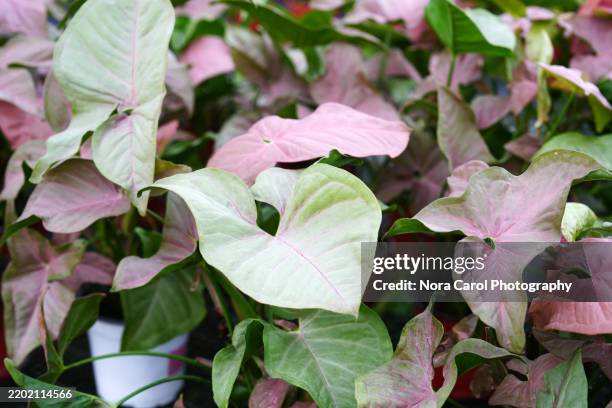 close up of syngonium podophyllum pink leaves - punta di freccia foto e immagini stock