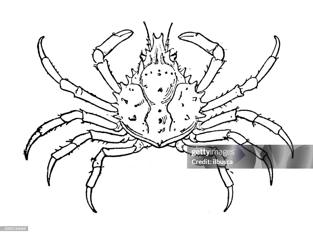 American Spider crab, Libinia dubia