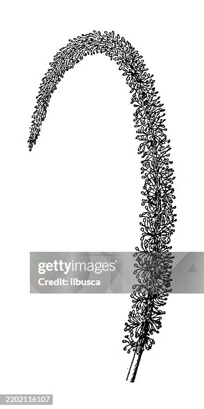 Lizard's tail, Saururus cernuus Lizard's tail, Saururus cernuus