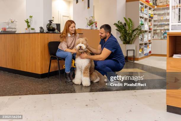 consultation amicale : le vétérinaire et le propriétaire discutent tout en caressant un caniche calme - clinique vétérinaire photos et images de collection