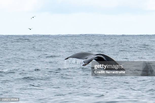 humpback whale tail fin - seward alaska stock pictures, royalty-free photos & images