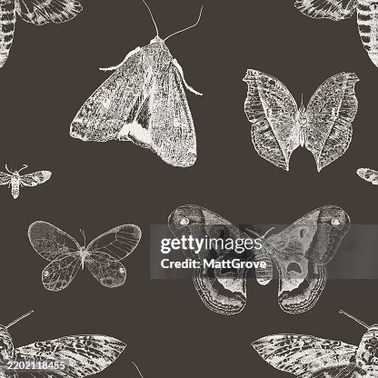 Moth Repeat pattern Light on Dark Moth Repeat pattern Light on Dark