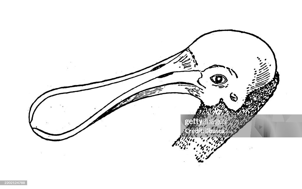 Roseate Spoonbill, Ajaja ajaja