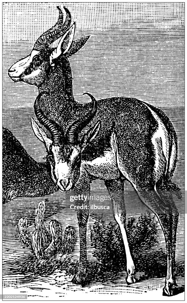 Springbok