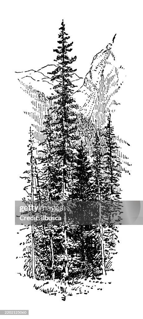 Douglas Spruce, Pseudotsuga Douglasii
