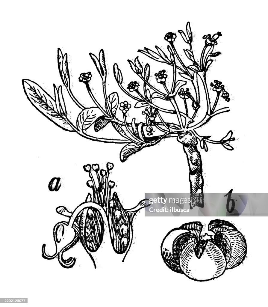Ipecac spurge, Euphorbia Ipecacuanhae
