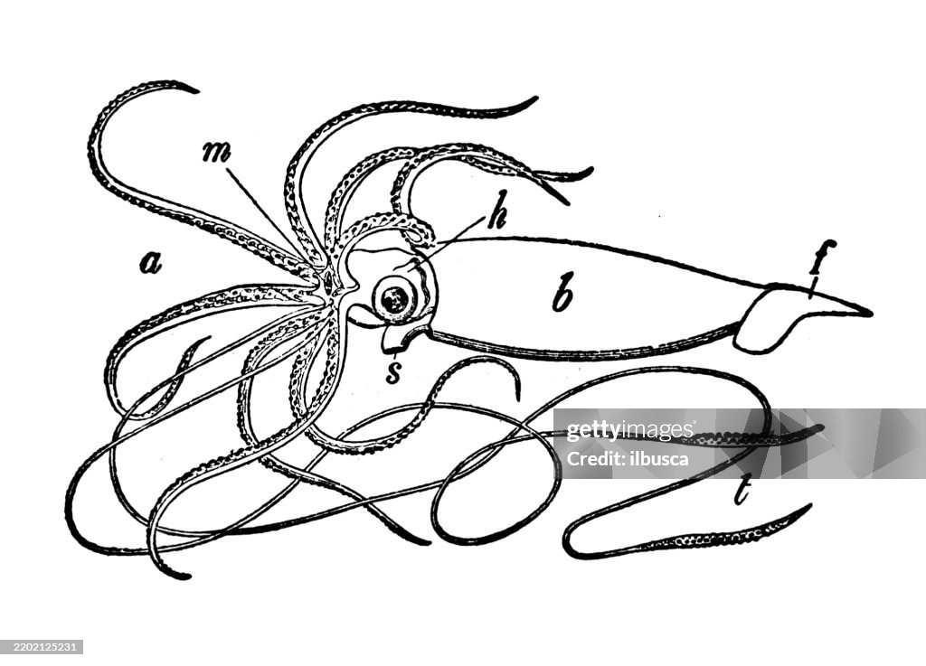 Giant Squid, Architeuthis monachus