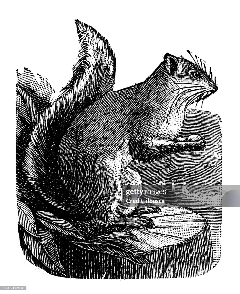 American Gray Squirrel, Sciurus carolinensis