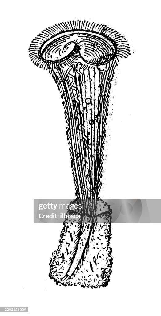 Stentor roeseli