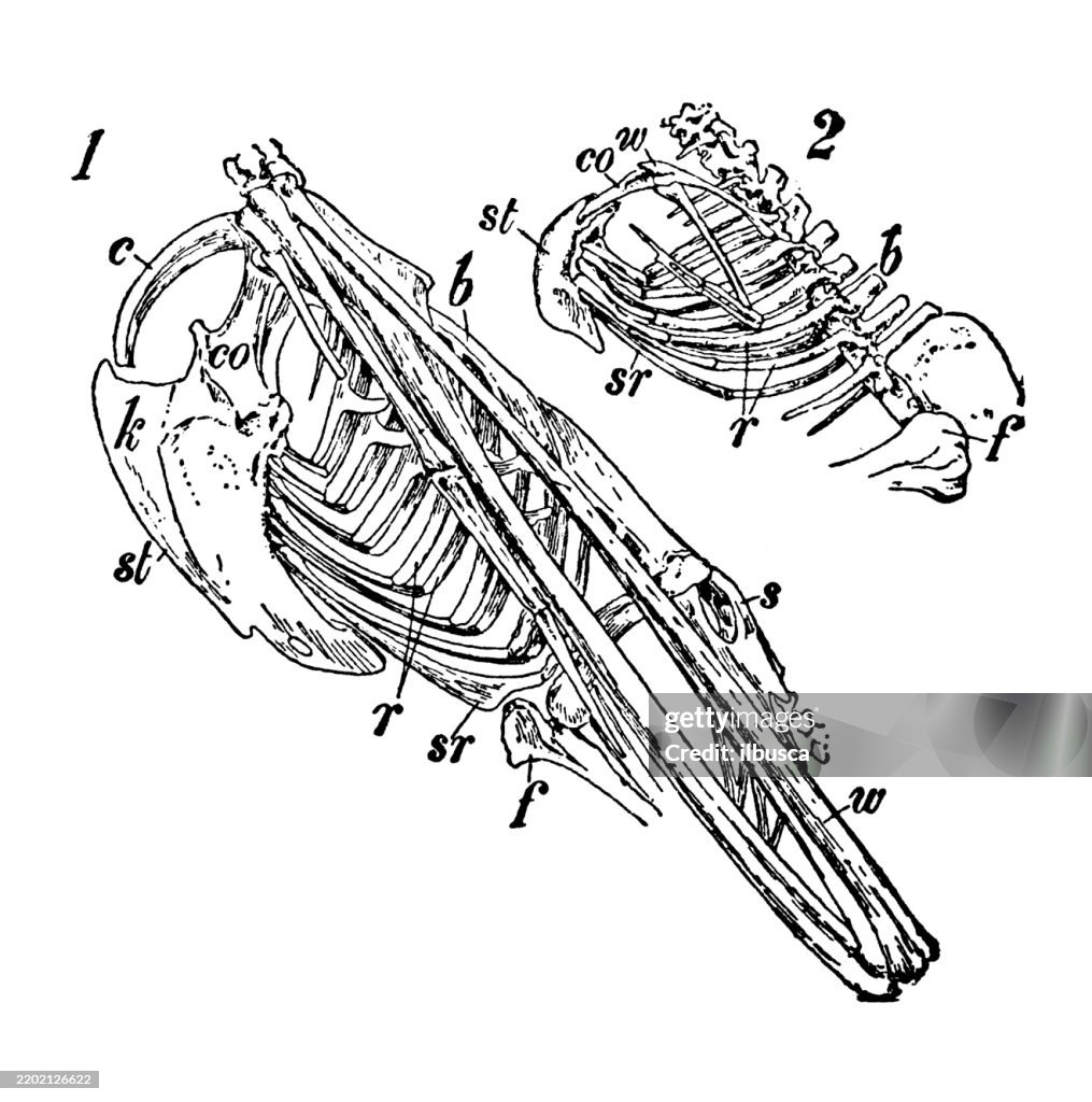 Birds Sterna, Albatros, Diomedia exulans, Ostrich