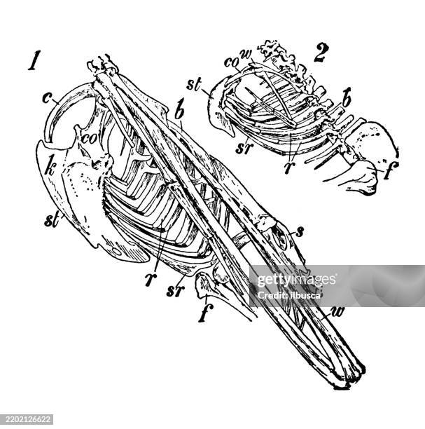 birds sterna, albatros, diomedia exulans, ostrich - wandering albatross stock illustrations