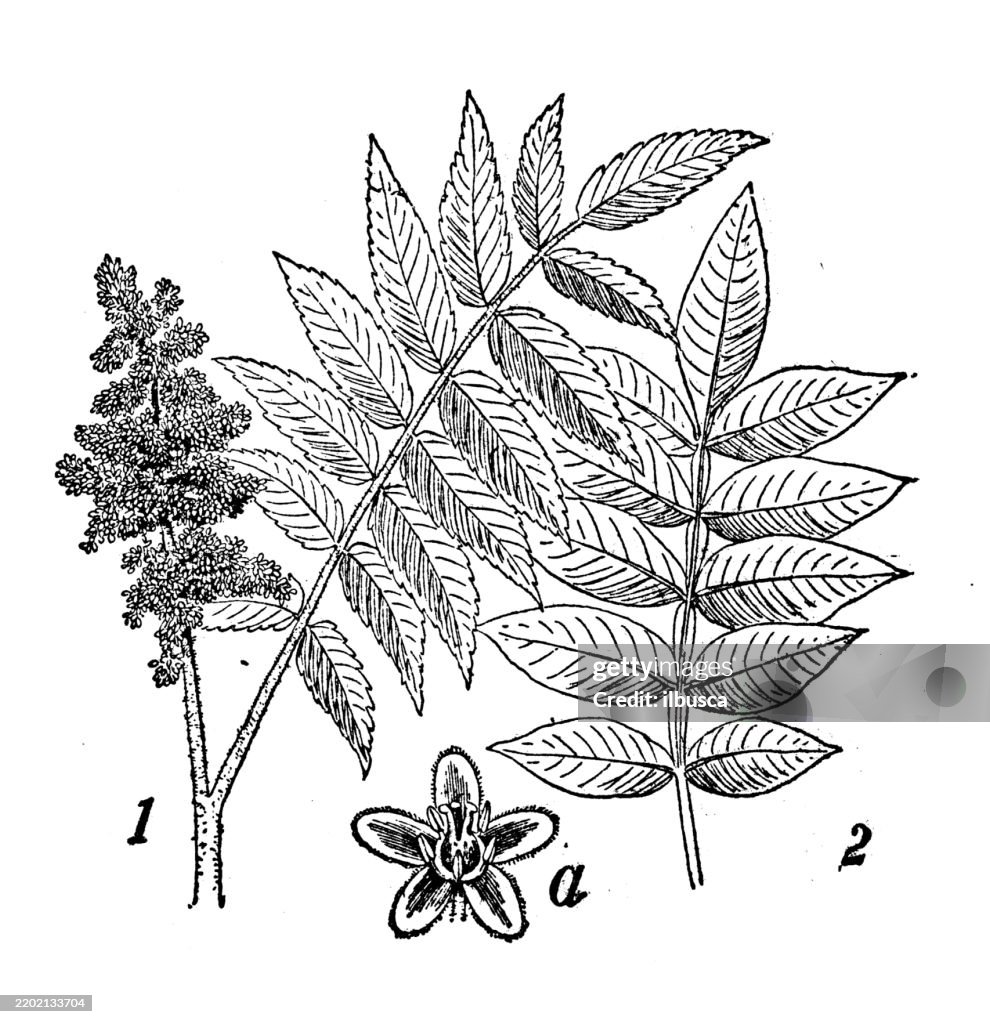Sumacs: Staghorn sumac, Rhus typhina, dwarf sumac, Rhus copallina
