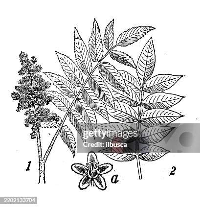 Sumac Drawing Sumacs Staghorn Sumac Rhus Typhina Dwarf Sumac Rhus Copallina High-Res ...