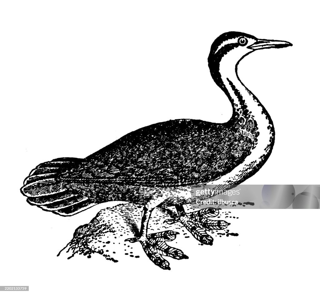 Sun grebe, Heliornis fulica