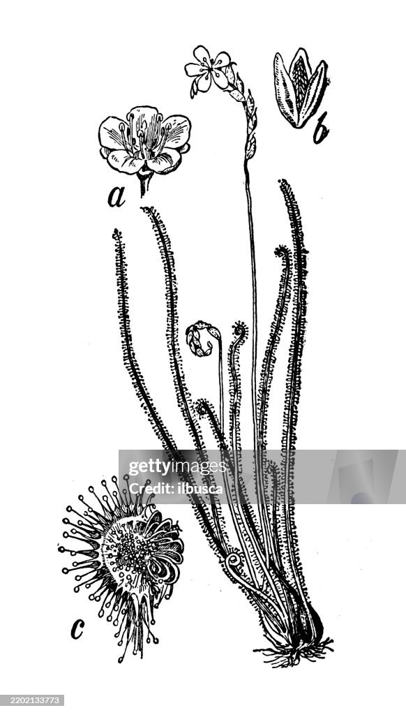 Thread like Sundew, Drosera filiformis