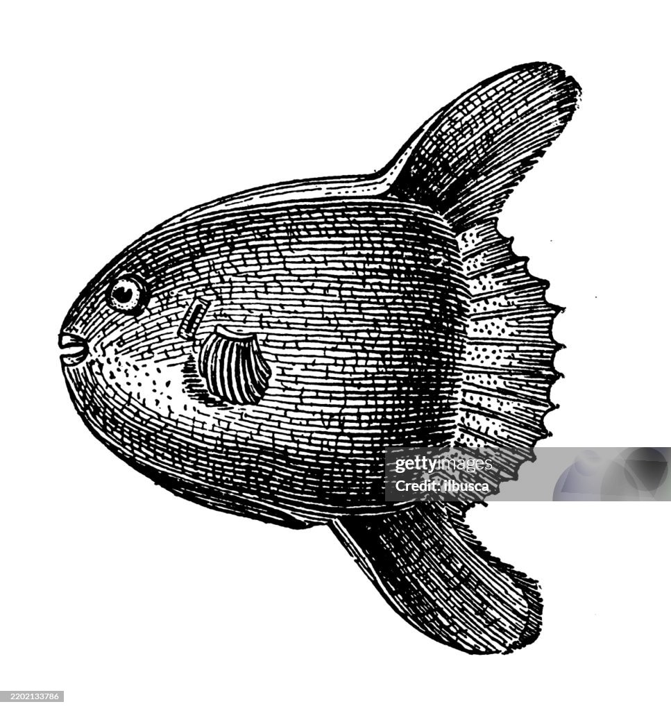Sunfish, Mola mola