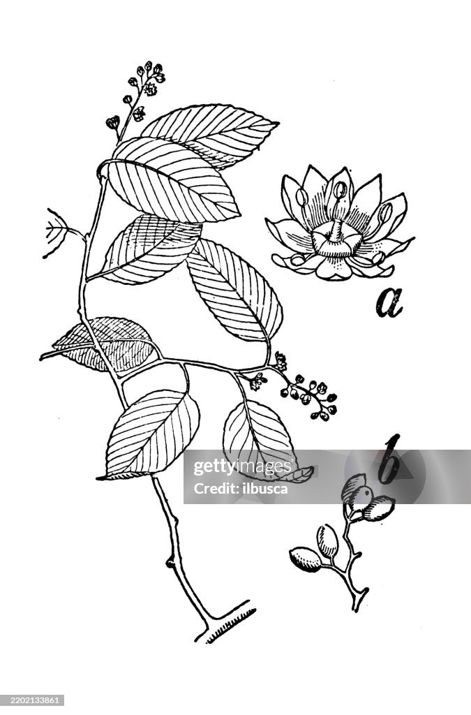 Supplejack, Berchemia volubilis