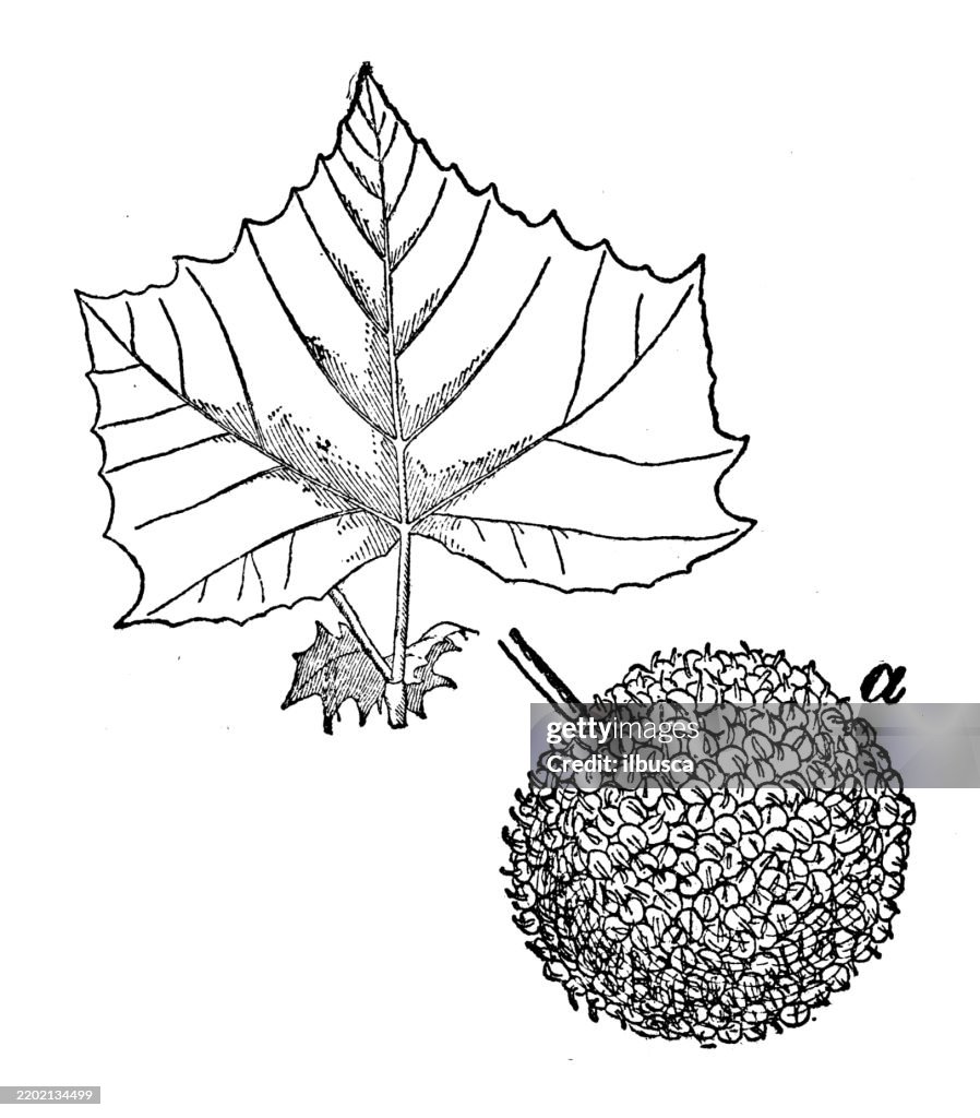 American Sycamore, Platanus occidentalis