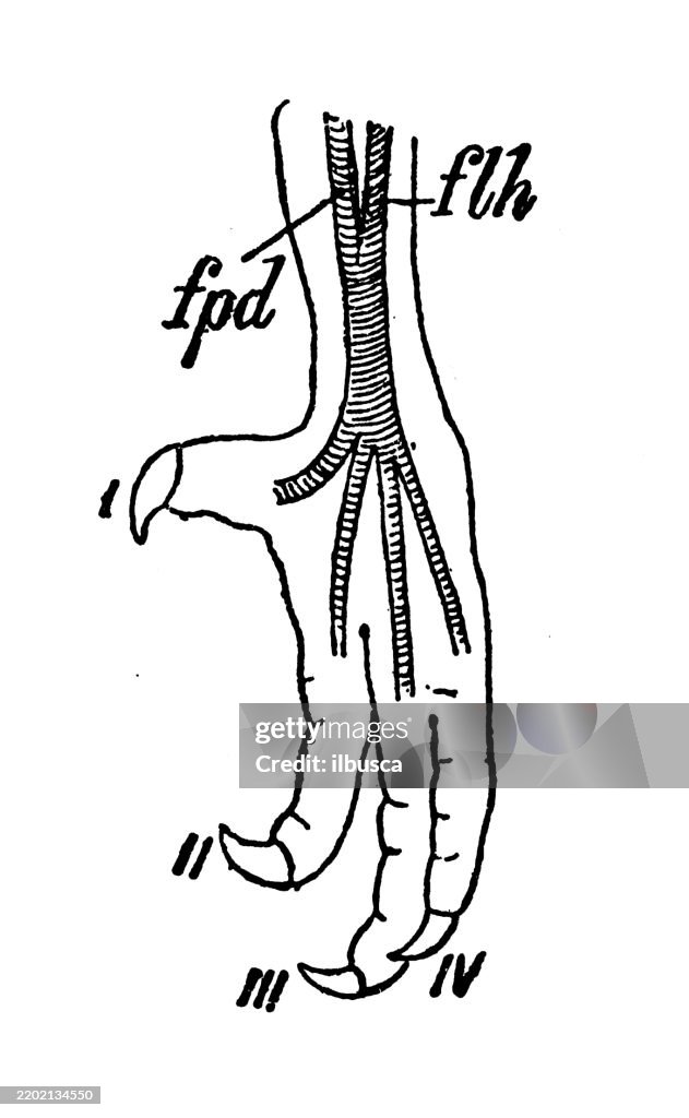 Sympelmous Foot, Trogon
