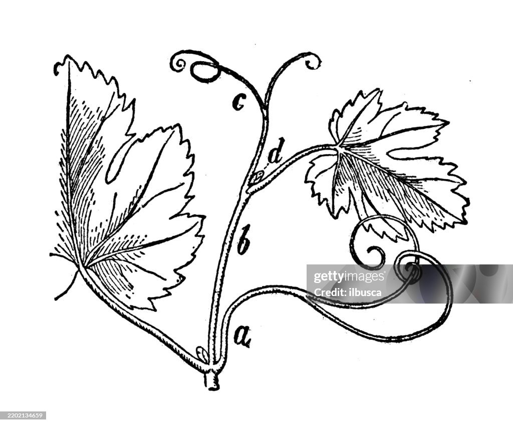 Sympodium, grape vine