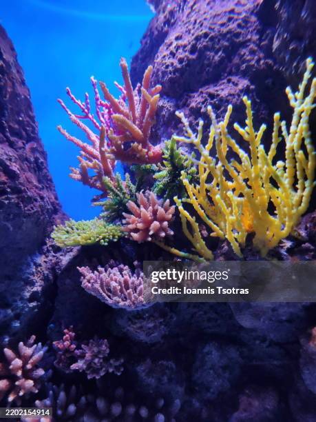 Ocean Rocks Underwater Ree 3,261 Ocean Floor Rocks Stock Photos, High-Res Pictures, and Images ...