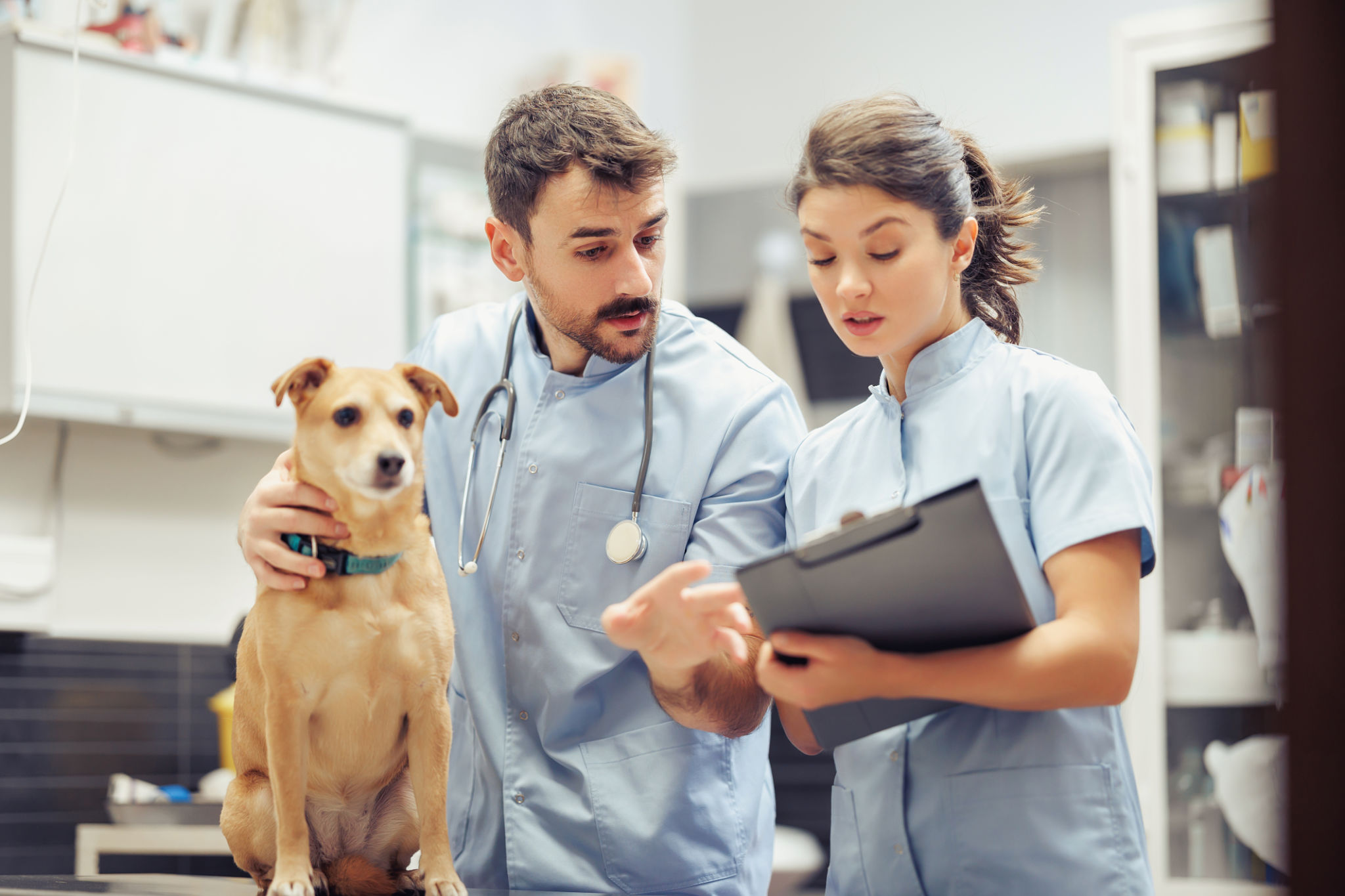 small dog vet