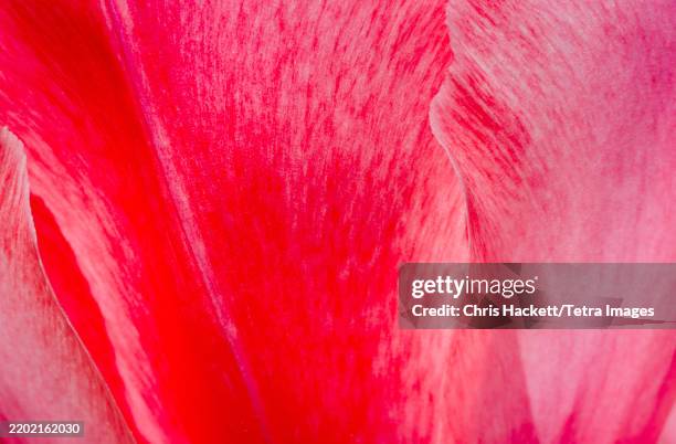 close-up detail of red rose petals - petal texture stock pictures, royalty-free photos & images