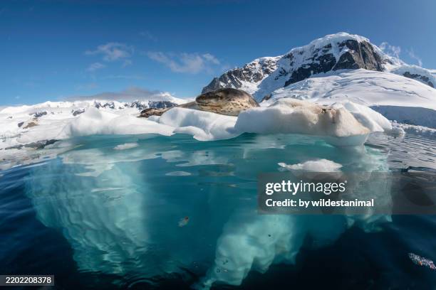 leopard seal resting on a small iceberg, antarctica. - aquatic mammal stock pictures, royalty-free photos & images