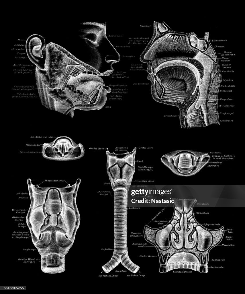 Oral cavity, nasal cavity and larynx